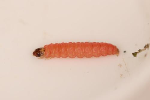 Réf. 309 012 : Grapholita funebrana